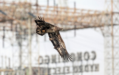 34 conowingo (AF3A7565) November 18, 2018