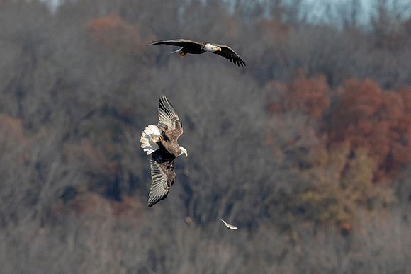 90 conowingo (AF3A4723) November 17, 2018