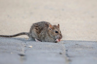 1 conowingo rat (624A5648) November 21, 2019