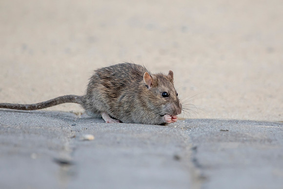 1 conowingo rat (624A5648) November 21, 2019