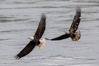 10 conowingo eagle (AF3A0189) November 23, 2019