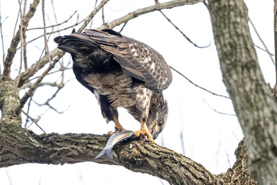 205 conowingo (AF3A7744) November 18, 2018
