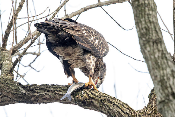 205 conowingo (AF3A7744) November 18, 2018