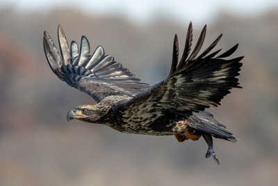 2 conowingo (624A4879) November 16, 2018