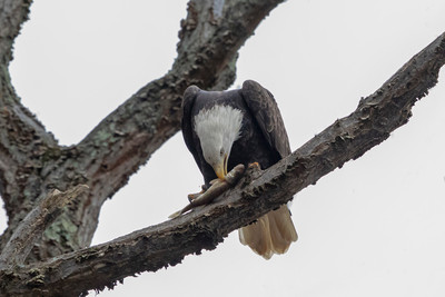11 conowingo eagle (AF3A0492) November 23, 2019