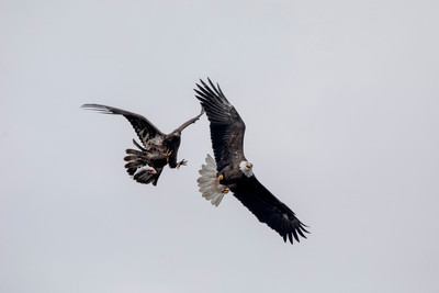 13 conowingo (AF3A0168) November 24, 2019