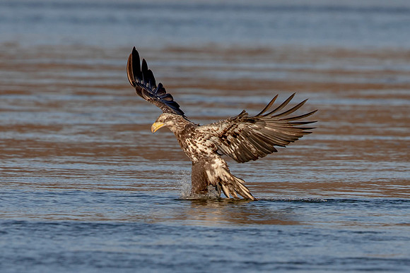 164 conowingo (AF3A0770) November 24, 2019