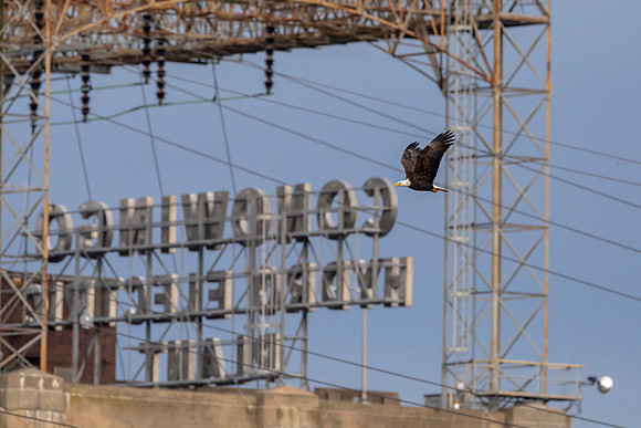 5 conowingo (AF3A0954) November 22, 2019