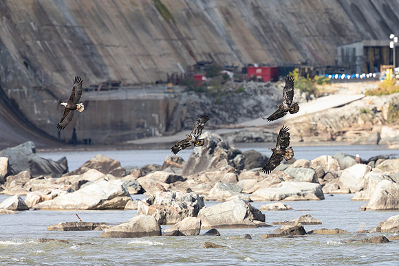 81 bald eagle (C1114170) November 12, 2021