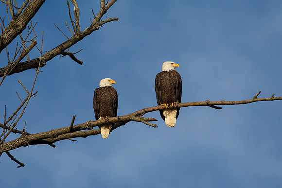 84 bald eagle (C1114196) November 14, 2021