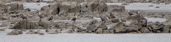 52 eagles (C1112926) November 12, 2021