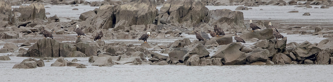 A whole lotta Bald Eagles at the Conowingo Dam in Darlington, MD
