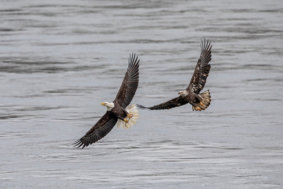 126 conowingo eagle (AF3A0189) November 23, 2019