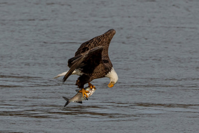 bald eagle at the conowingo dam with a fish in his talons