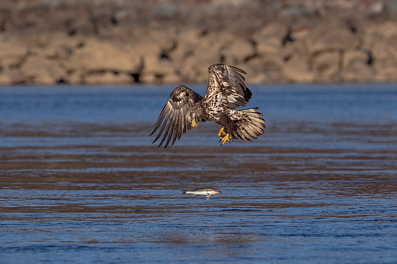 62 conowingo (AF3A0772) November 24 2019