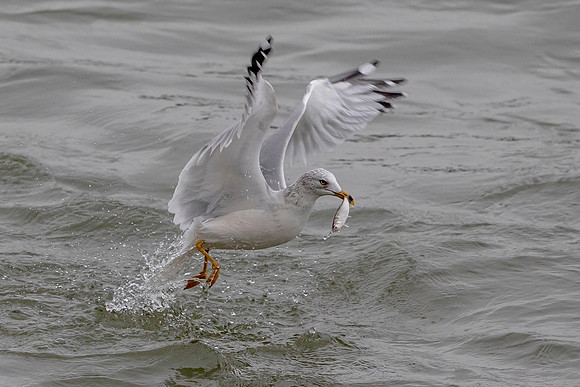 155 conowingo (AF3A0789) November 23 2019