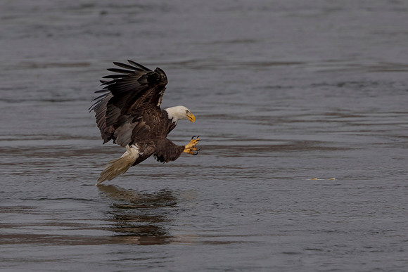 50 conowingo (624A0537) November 21 2019