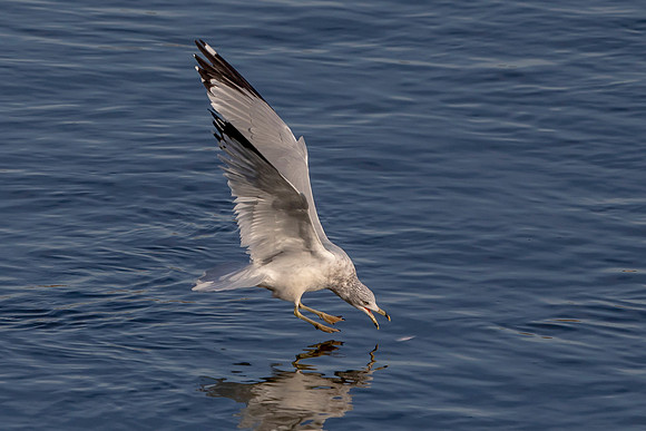65 conowingo (AF3A0544) November 23 2019