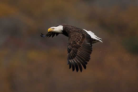 1 bald eagle (C1112526) November 11 2021