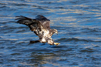 7 conowingo (AF3A6464) Novemver 17 2018