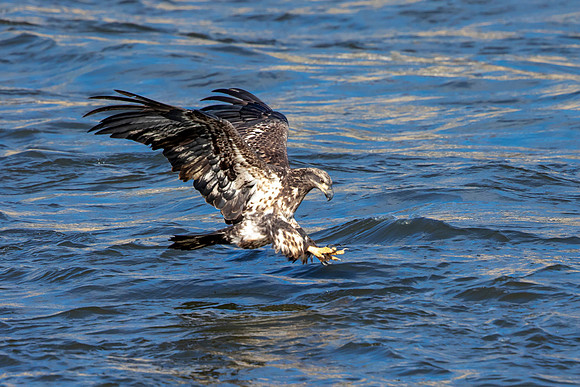 7 conowingo (AF3A6464) Novemver 17 2018