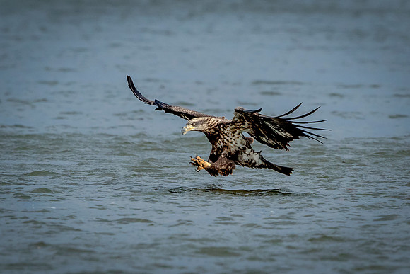 10 Conowingo (624A3088) November 20, 2016