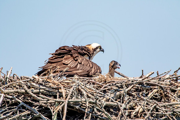 Osprey in Crown Point