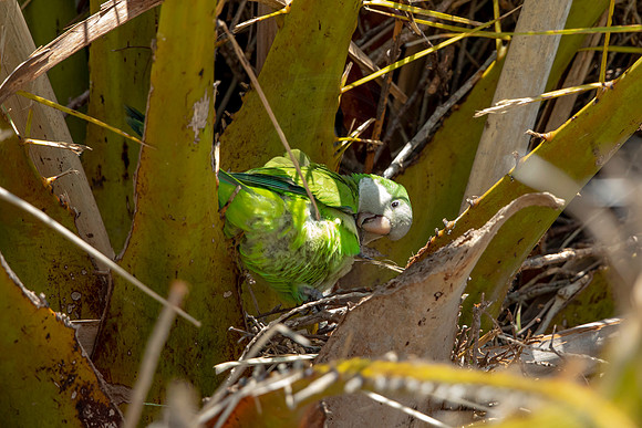 1192 monk parakeet (6F3A5041) April 18, 2021