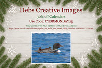Deal of the Day