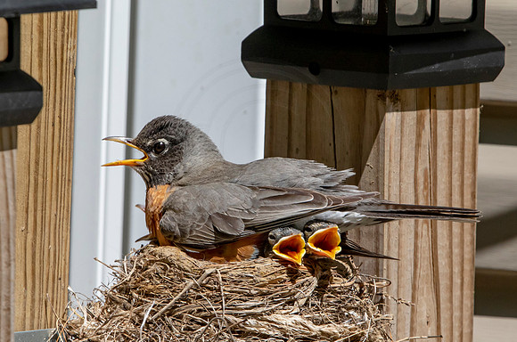 14 robins nest (AF3A5354) May 26, 2020 copy