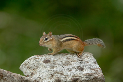 Chipmunk on the Rocks – Adirondack Mountains Wildlife