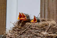 9 robin babies (AF3A5125) May 25, 2020 copy