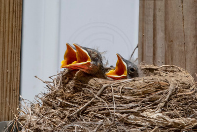 Hungry Baby Robins in Nest – Adirondacks Wildlife by Debbie Quick