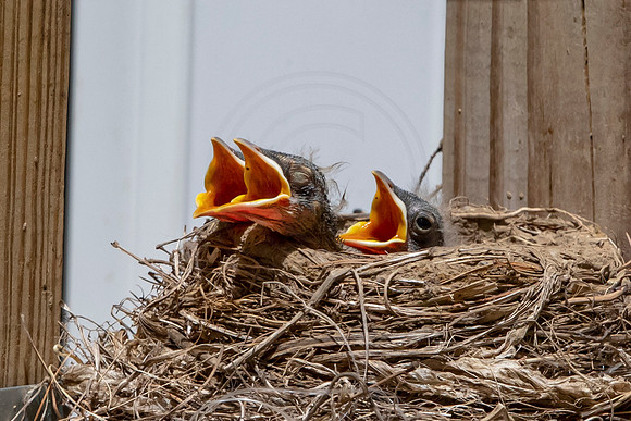 9 robin babies (AF3A5125) May 25, 2020 copy