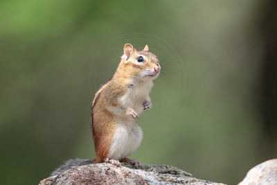 Alert Adirondack Chipmunk on the Rocks – Adirondack Mountains Wildlife