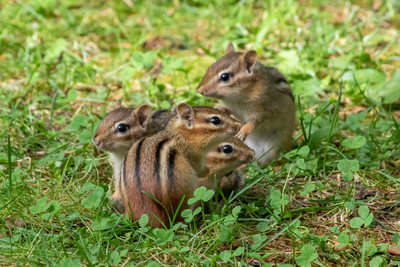 Adorable Baby Chipmunk Cluster – Adirondack Mountains
