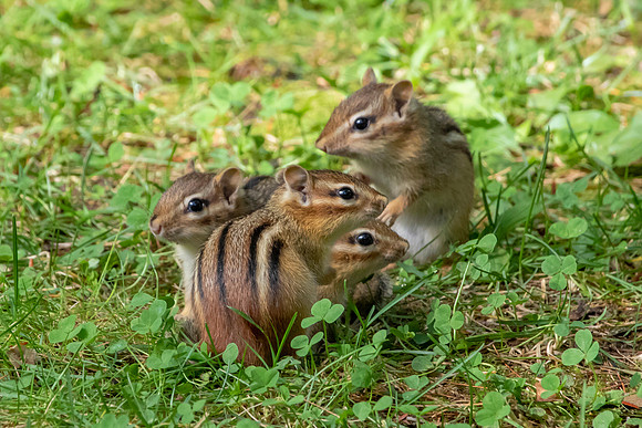 18 chippy (AF3A5448) September 6, 2019 copy