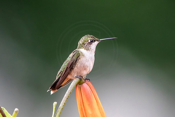 8 hummingbird (624A8165) August 5, 2018 copy