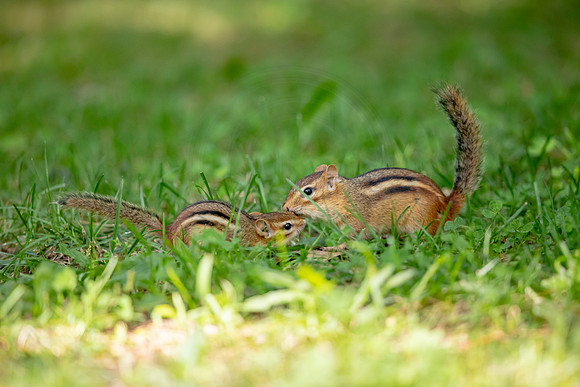16 chippy (AF3A5176) September 6, 2019