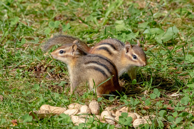 Playful Baby Chipmunks with Peanuts – Adirondack Mountains