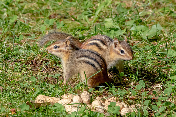 29 chippy (AF3A5499) September 6, 2019 copy