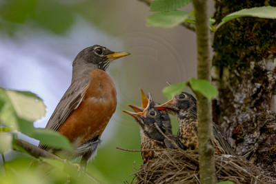 American Robin Feeding Chicks – Adirondacks Wildlife by Debbie Quick
