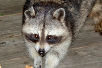 1 raccoon (624A5429) August 29, 2019