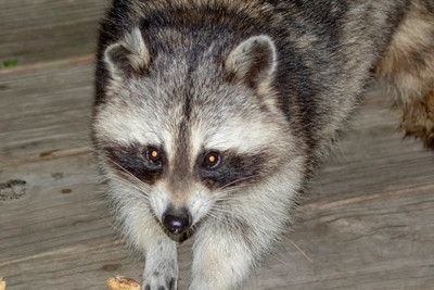 Curious Raccoon Up Close – Adirondack Mountains Wildlife by Debbie Quick
