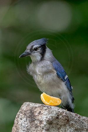 190 blue jay (AF3A0983) July 10, 2020 copy