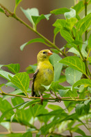American Goldfinch Among Summer Foliage – Adirondack Wildlife by Debbie Quick