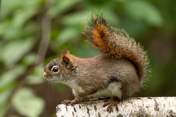140 red squirrel (BBBB0955) July 7, 2021