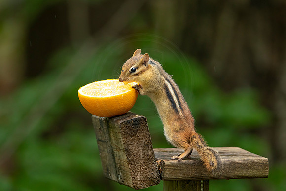 162 chippy (BBBB1154) July 7, 2021