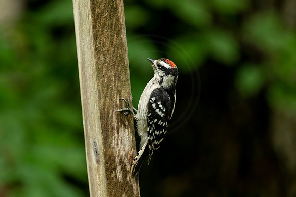 265 woodpecker (BBBB1438) July 13, 2021