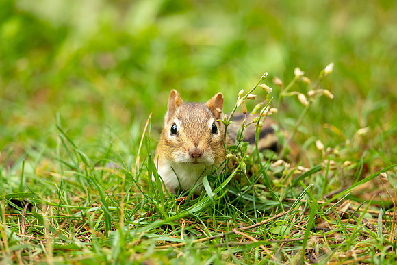 269 chippy (BBBB1466) July 13, 2021
